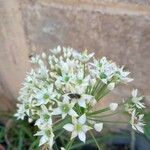 Allium tuberosum 花