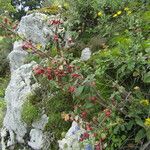 Cotoneaster integerrimus Habitat