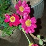 Argyranthemum frutescensFlower