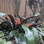 Aechmea miniata Συνήθη χαρακτηριστικά