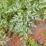 Sphallerocarpus gracilis Leaf
