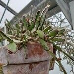 Hatiora rosea Листок