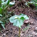 Trillium ovatum Ліст