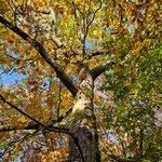 Quercus velutina Hábitos