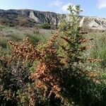 Artemisia herba-alba 整株植物