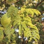 Albizia harveyi Fulla