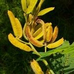 Mimosa pigra Fruit