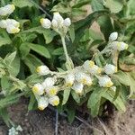 Pseudognaphalium californicum Blomst