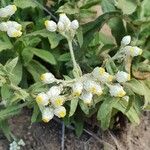 Pseudognaphalium californicum Flower