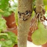 Kalanchoe pinnata Casca