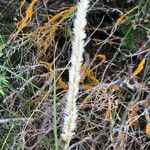 Stipa lagascae Fruit