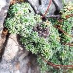 Saxifraga caesia Blatt