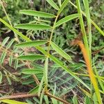 Tephrosia villosa Leaf