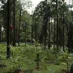 Elettaria cardamomum Habitatea