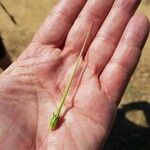Erodium botrys Fruto
