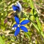 Gentiana utriculosa Blomma