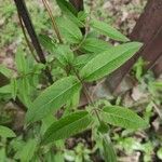 Lonicera acuminata Foglia