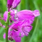 Polygala nicaeensis Flower