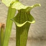 Sarracenia flava برگ