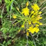 Bulbine abyssinica 花