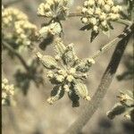 Lomatium dasycarpum Плод