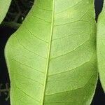 Zanthoxylum acuminatum List