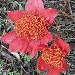 Haemanthus coccineus Květ