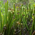 Sarracenia rubra Alkat (teljes növény)