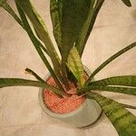 Dracaena hyacinthoidesᱥᱟᱠᱟᱢ