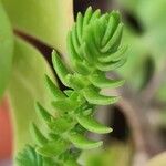 Sedum moranense Leaf