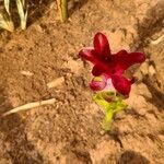 Curcuma zedoaria Flor