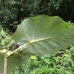 Ficus nymphaeifolia Leaf