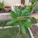 Plumeria obtusaBlüte