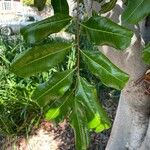 Cupaniopsis anacardioides Blatt