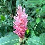 Alpinia purpurata Blüte