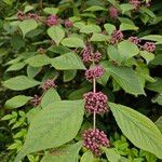 Callicarpa americana Συνήθη χαρακτηριστικά