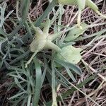 Nigella arvensis Meyve