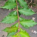 Weigela hortensis Leaf