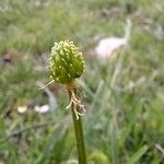 Ranunculus montanus Plod