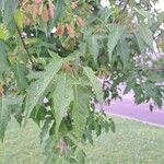 Acer tataricum Folha