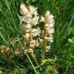 Orobanche caryophyllacea Habit