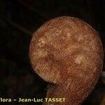 Culcita macrocarpa 果実