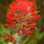 Castilleja affinis Flor