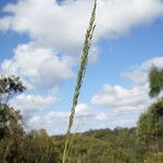 Eragrostis curvula Цветок