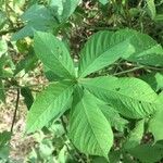 Distimake aegyptius पत्ता