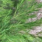 Melaleuca alternifolia Yaprak