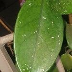 Hoya carnosa Foglia