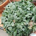 Haworthia magnifica Leaf