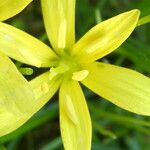 Gagea fragifera 花