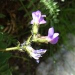 Oxytropis neglecta